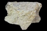 Fossil Triceratops Rib Section - North Dakota #117369-1